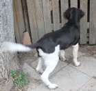 Pes MMO, 5 m�s�c�, hn�dob�l�