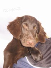 Flat coated retriever s PP - hn�d� �t�n�tka