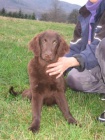 Flat coated retriever s PP - hn�d� �t�n�tka