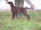 Flat coated retriever s PP - hn�d� �t�n�tka
