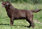 Labradorsk� retr�vr - z�znamy na �t���tka s PP