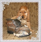 Anglick� kokr�pan�l