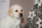 �t���tka Labrador Retriever s PP