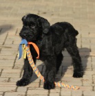 Kn�ra� velk� �ern� s PP