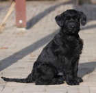 Kn�ra� velk� �ern� s PP