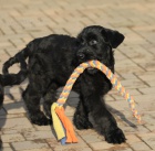 Kn�ra� velk� �ern� s PP