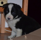 kr�sn� �t���tka bordedr kolie