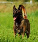�t��ata BO malinois, pracovn� krev