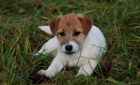 Jack Russell Teri�r - n�dhern� �t���tka