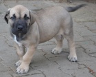 boerboel  s PP- �t�n� fenka