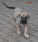 boerboel  s PP- �t�n� fenka