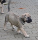 boerboel  s PP- �t�n� fenka