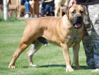 boerboel  s PP- �t�n� fenka