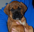 Tosa Inu - �t���tkka s PP 