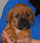 Tosa Inu - �t���tkka s PP 