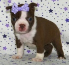 Boston teri�r �te�at� na predaj