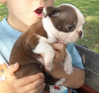 Boston teri�r �te�at� na predaj