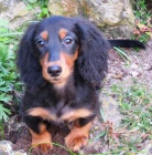 Miniaturn� jezev��k