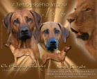 Rhod�sk� Ridgeback - �t���tka s PP