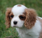 Pejsek s PP ihned k odb�ru bh kaval�r King Charles