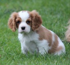 Pejsek s PP ihned k odb�ru bh kaval�r King Charles