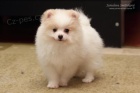 Pomeranian/Trpasli�� �pic 