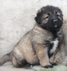 Kavkazsk� pasteveck� pes - �t���tka s PP