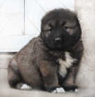 Kavkazsk� pasteveck� pes - �t���tka s PP