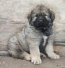 Kavkazsk� pasteveck� pes - �t���tka s PP