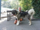 Kavkazsk� pasteveck� pes