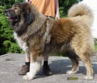 Kavkazsk� pasteveck� pes