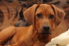 Rhod�sk� ridgeback - hol�i�ka s PP