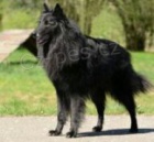 �t���tka belgick�ho ov��ka