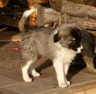 �t���tka Kavkaz��ka