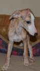 Whippet - mal� chrt
