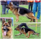 N�meck� ov��k - n�dhern� dlouhosrst� fenky s PP, typ rex, odb�r od 23.1.2014