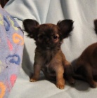 �ivava dlouhosrst� s PP