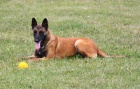 Belgick� ov��k malinois