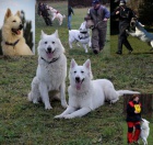 B�l� ov��k-chov.stanice Eiwy-Wolf 