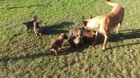 Belgick� ov��k malinois