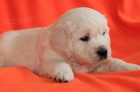 Zlat� retr�vr - golden retriever s PP