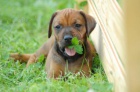 Rhod. ridgeback �t��ata s PP