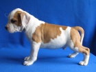 AMSTAFF �teniatka s PP