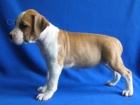 AMSTAFF �teniatka s PP