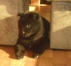 Belgick� ov��k