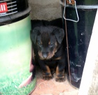 Beauceron �t���tka s PP ze zahrani�n�ho kryt�
