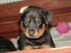 Beauceron �t���tka s PP ze zahrani�n�ho kryt�