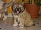 Kavkazsk� pasteveck� pes