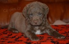 Chesapeake bay retriver-hn�d� sPP(jako hn�d� labr)