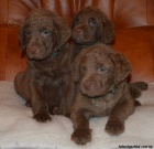 Chesapeake bay retriver-hn�d� sPP(jako hn�d� labr)